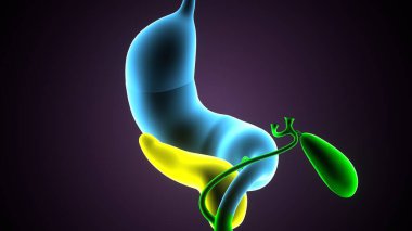 Adam skeleto kas anatomisi sistemi. 3d hazırlayıcı