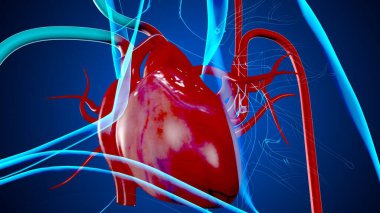 Adam skeleto kas anatomisi sistemi. 3d hazırlayıcı