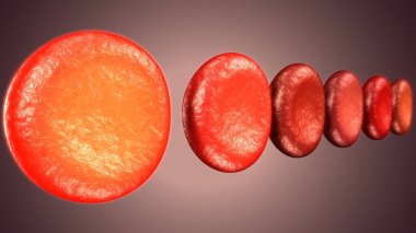 Adam skeleto kas anatomisi sistemi. 3d hazırlayıcı