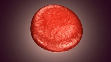 Adam skeleto kas anatomisi sistemi. 3d hazırlayıcı