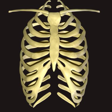 Adam skeleto kas anatomisi sistemi. 3d hazırlayıcı