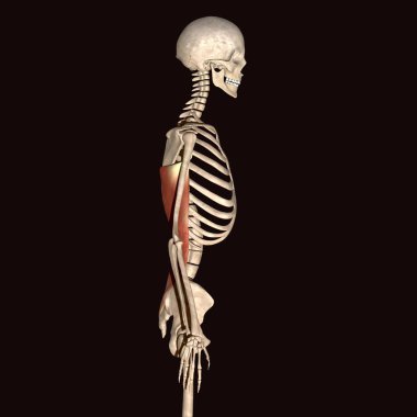 Adam skeleto kas anatomisi sistemi. 3d hazırlayıcı