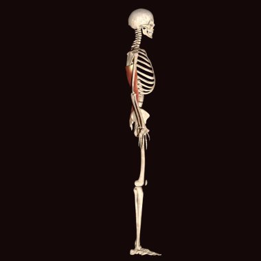 Erkek vücut kasları anatomi sistemi. 3d hazırlayıcı