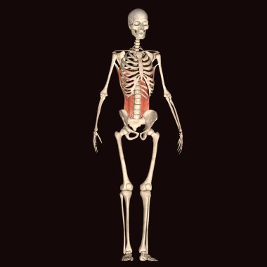 Erkek vücut kasları anatomi sistemi. 3d hazırlayıcı