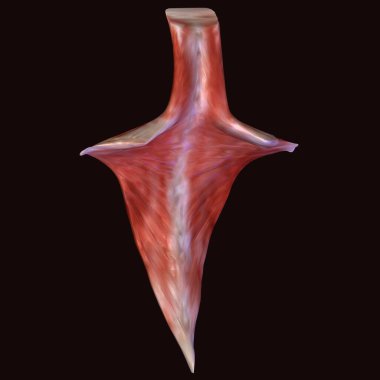Erkek vücut kasları anatomi sistemi. 3d hazırlayıcı