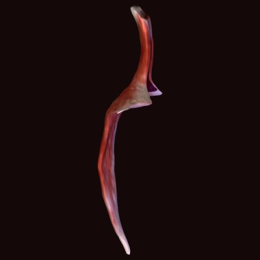 Erkek vücut kasları anatomi sistemi. 3d hazırlayıcı