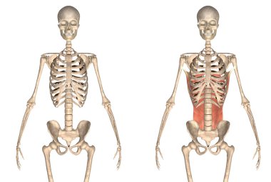 Erkek vücut kasları anatomi sistemi. 3d hazırlayıcı