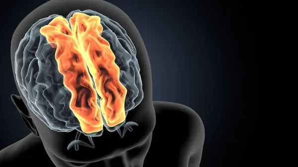 İnsan beyni anatomisi. 3d illüstrasyon