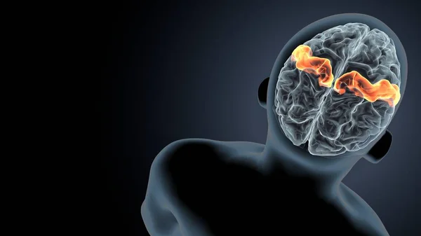 İnsan beyni anatomisi. 3d illüstrasyon