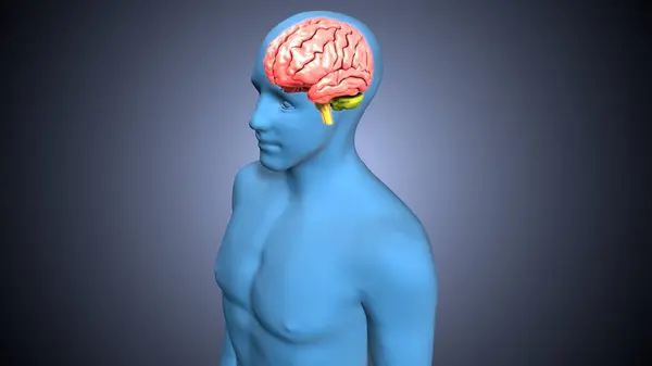Tıbbi Konsept 3B Resim İçin İnsan Sindirim Sistemi Anatomisi