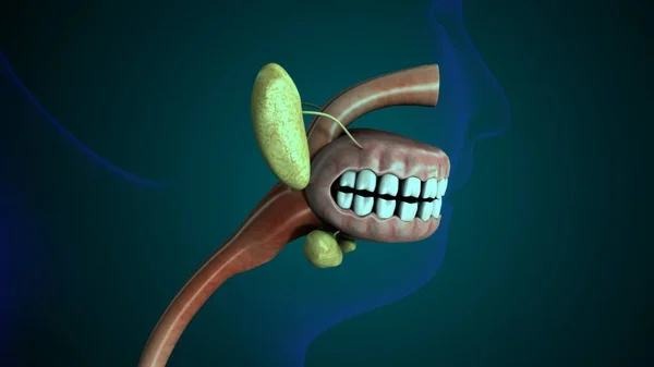 Tıbbi Konsept 3B Resim İçin İnsan Sindirim Sistemi Anatomisi