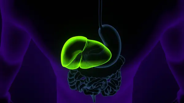 Tıbbi Konsept 3B Resim İçin İnsan Sindirim Sistemi Anatomisi