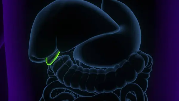 Erkek beyin anatomisi sistemi. 3d illüstrasyon