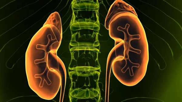 Erkek beyin anatomisi sistemi. 3d illüstrasyon