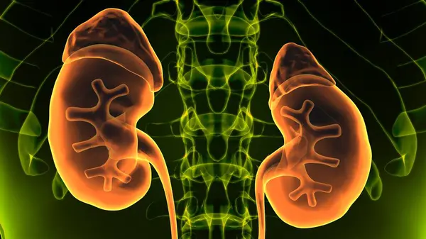 Erkek beyin anatomisi sistemi. 3d illüstrasyon