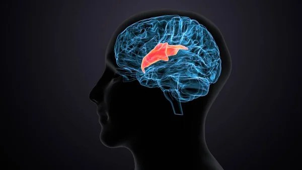 Male Human Brain Anatomy System Illustration — Stock Photo, Image