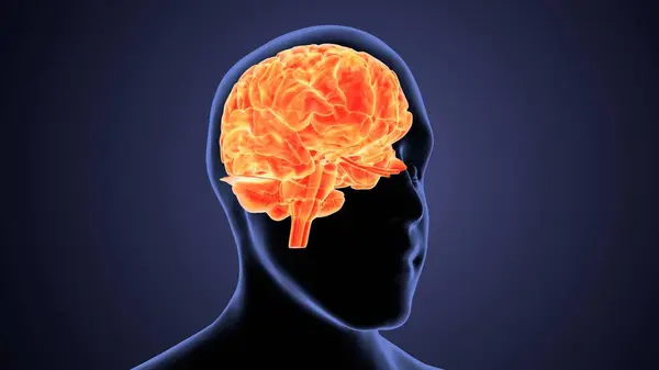 Erkek beyin anatomisi sistemi. 3d illüstrasyon