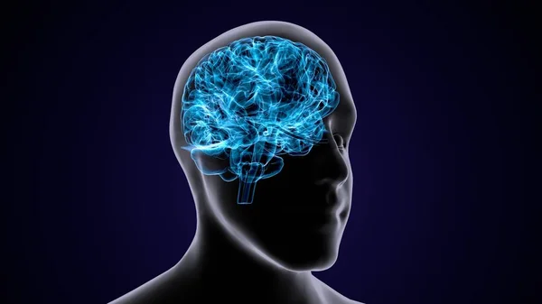 Erkek beyin anatomisi sistemi. 3d illüstrasyon