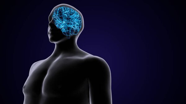 мужская анатомическая система мозга. 3d иллюстрация