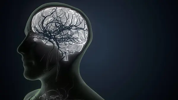 Kadın beyin anatomisi. 3d hazırlayıcı
