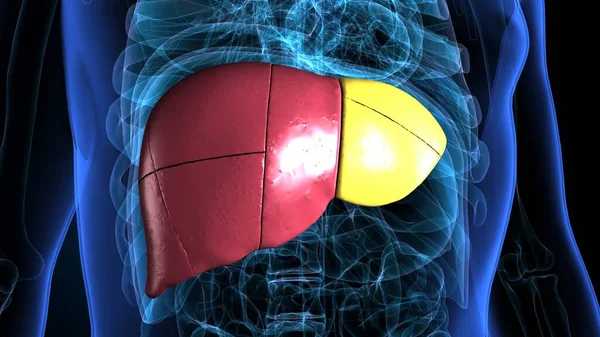 Kadın beyin anatomisi. 3d hazırlayıcı