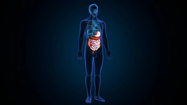 Kadın beyin anatomisi. 3d hazırlayıcı