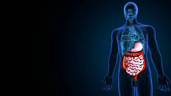Kadın beyin anatomisi. 3d hazırlayıcı