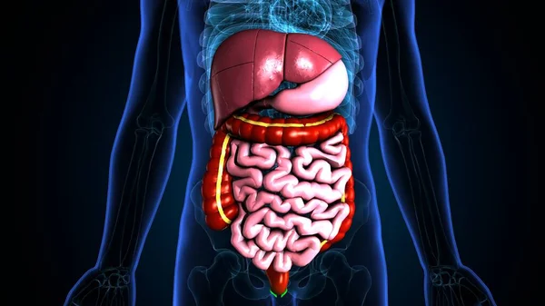Kadın beyin anatomisi. 3d hazırlayıcı