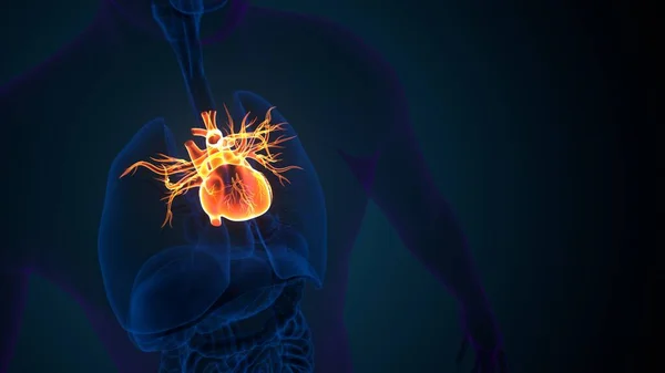Kadın beyin anatomisi. 3d hazırlayıcı