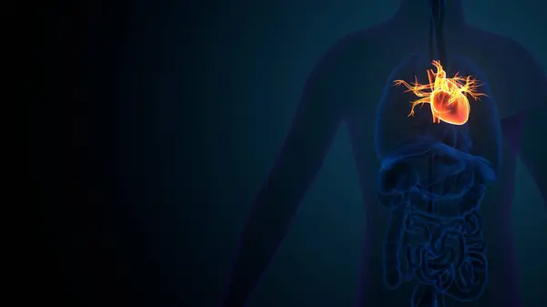 Kadın beyin anatomisi. 3d hazırlayıcı