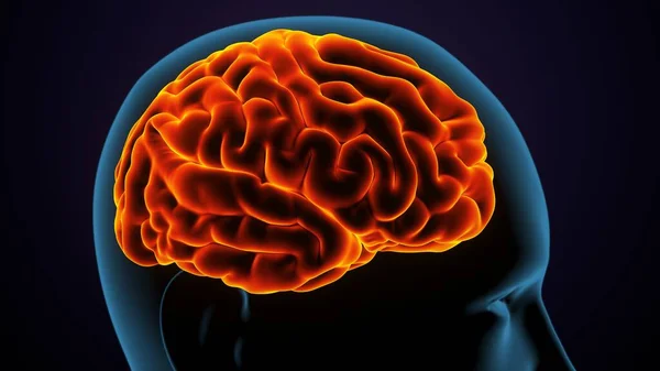 Adam skeleto kas anatomisi sistemi. 3d hazırlayıcı