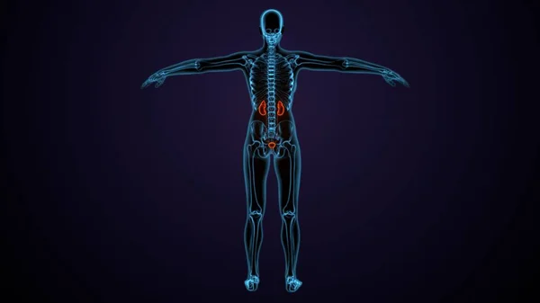 Adam skeleto kas anatomisi sistemi. 3d hazırlayıcı