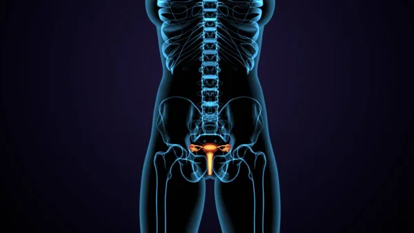 Adam skeleto kas anatomisi sistemi. 3d hazırlayıcı