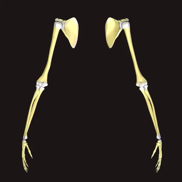 マネト ムスクル解剖システム 3Dレンダリング — ストック写真