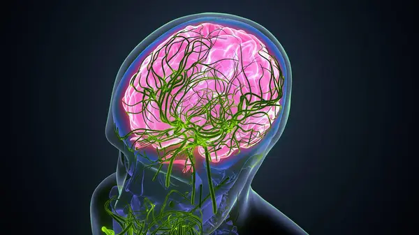 Kadın Beyin Anatomisi Hazırlayıcı — Stok fotoğraf