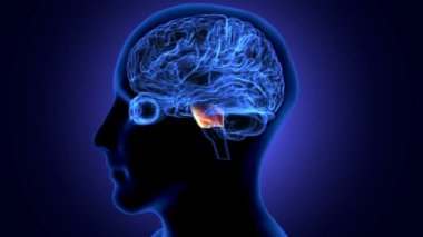 İnsan beyni anatomisi. 3 Boyutlu Resimler