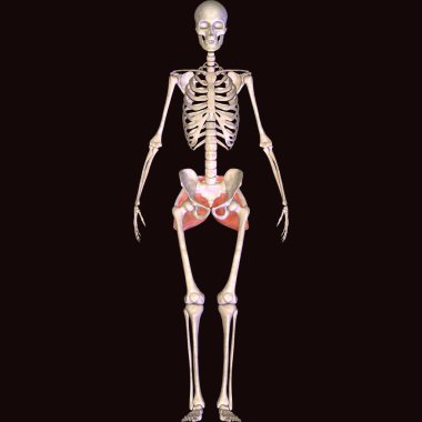 Erkek insan anterior kas anatomi sistemi. 3d hazırlayıcı