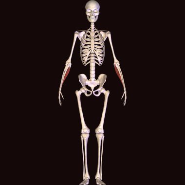 Erkek insan anterior kas anatomi sistemi. 3d hazırlayıcı