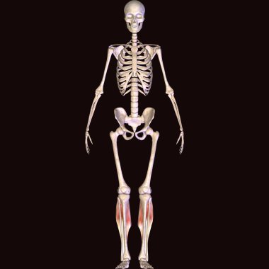 Erkek insan anterior kas anatomi sistemi. 3d hazırlayıcı
