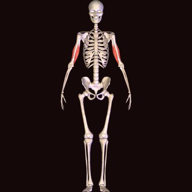 Erkek insan anterior kas anatomi sistemi. 3d hazırlayıcı