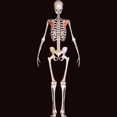 Erkek insan anterior kas anatomi sistemi. 3d hazırlayıcı