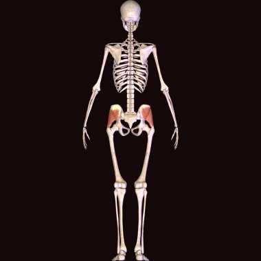Erkek insan anterior kas anatomi sistemi. 3d hazırlayıcı
