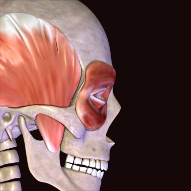 Erkek insan anterior kas anatomi sistemi. 3d hazırlayıcı