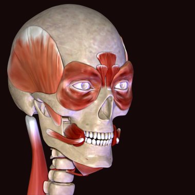 Erkek insan anterior kas anatomi sistemi. 3d hazırlayıcı