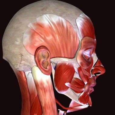 Erkek insan anterior kas anatomi sistemi. 3d hazırlayıcı