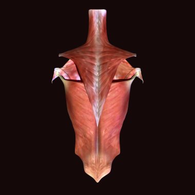 Erkek insan anterior kas anatomi sistemi. 3d hazırlayıcı