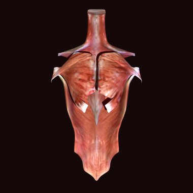 Erkek insan anterior kas anatomi sistemi. 3d hazırlayıcı