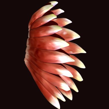 Erkek insan anterior kas anatomi sistemi. 3d hazırlayıcı