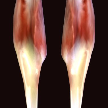 Erkek insan anterior kas anatomi sistemi. 3d hazırlayıcı