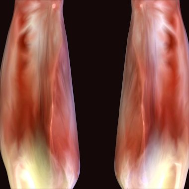 Erkek insan anterior kas anatomi sistemi. 3d hazırlayıcı